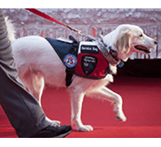 do service dogs need to be labeled