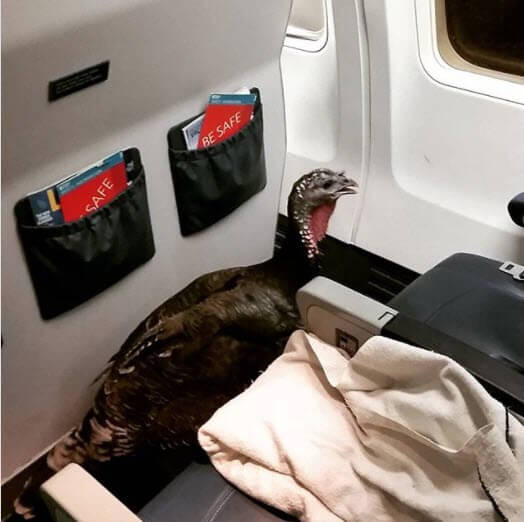 Delta has New Requirements for Emotional Support Animals!