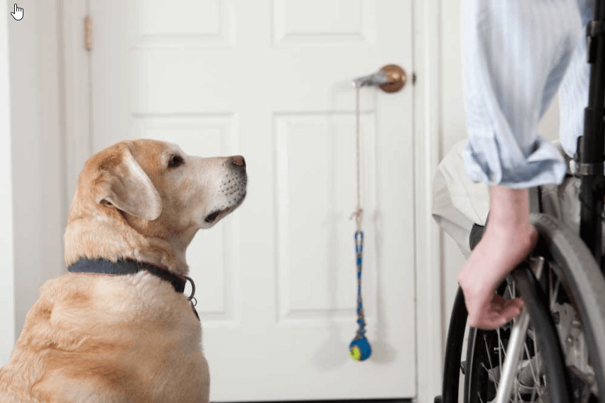 Choosing A Service Dog Breed