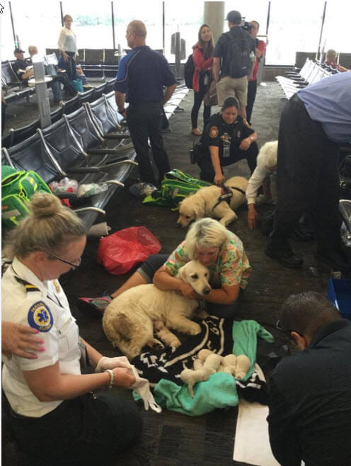 USA Service Dog Has Pups at Airport | USA Service Dog Registration