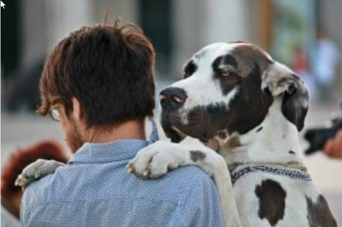 Study Shows Humans Have More Empathy for Dogs than Humans