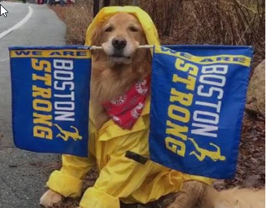 Spencer the Boston Marathon Emotional Support Dog