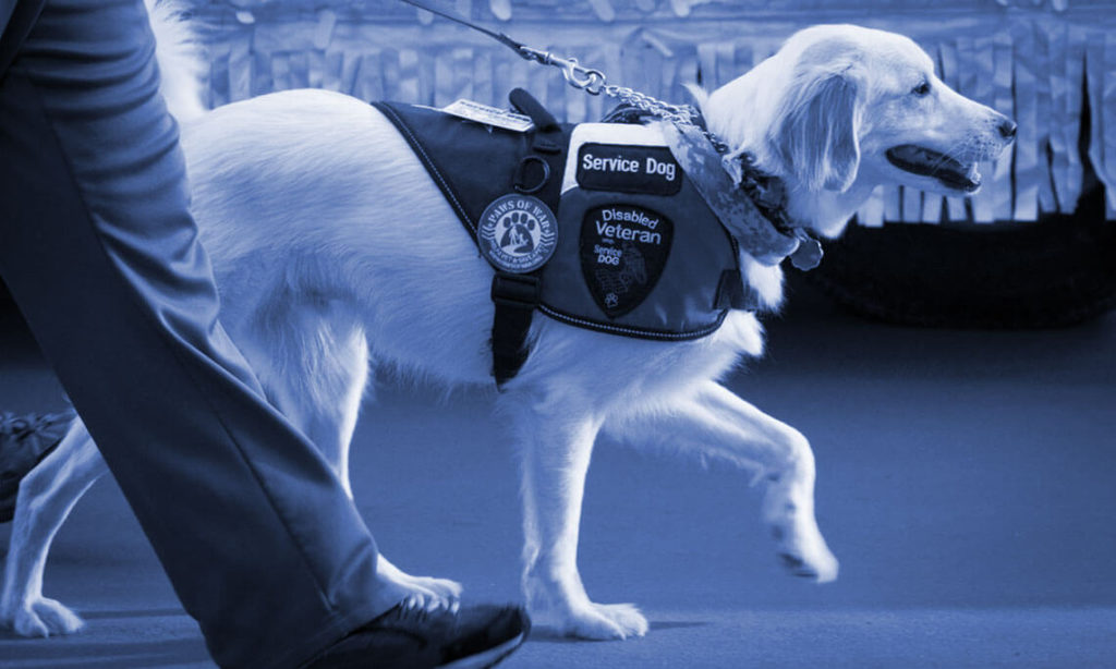 Golden Retriever Service Dog walking with handler
