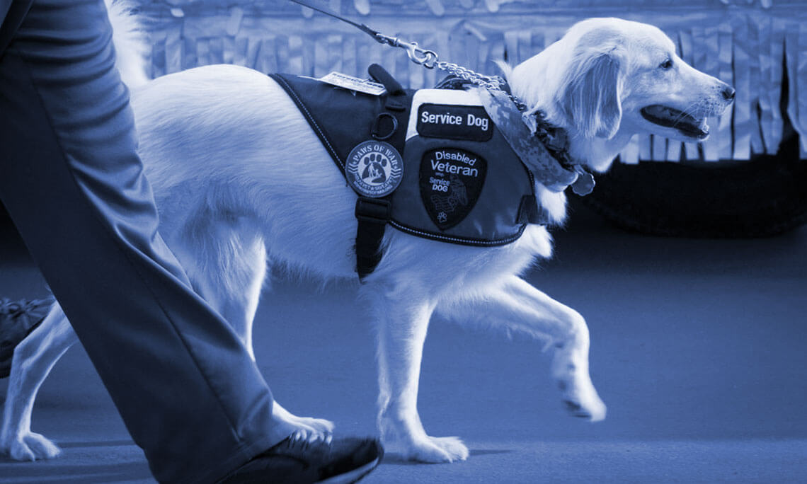 are service dogs in training covered in california