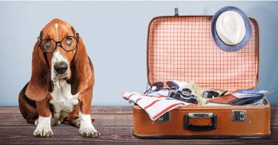 Service Dog with suitcase looking ready to go on trip with suitcase next to him
