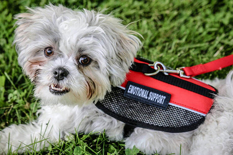 Small emotional support dog wearing red and black mesh vest