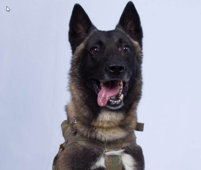 Conan The Service Dog Honored for Taking Down Isis Leader