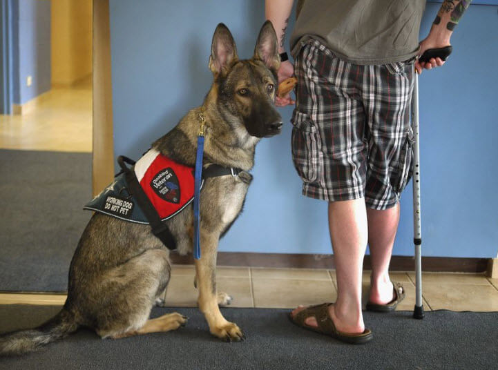 what medical conditions qualify for a service dog