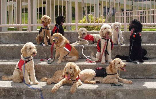 how are service dogs trained