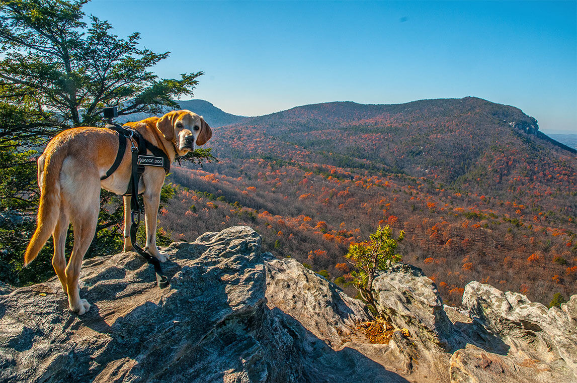 Federal Service Dog Registration Emotional Support Dog Registration