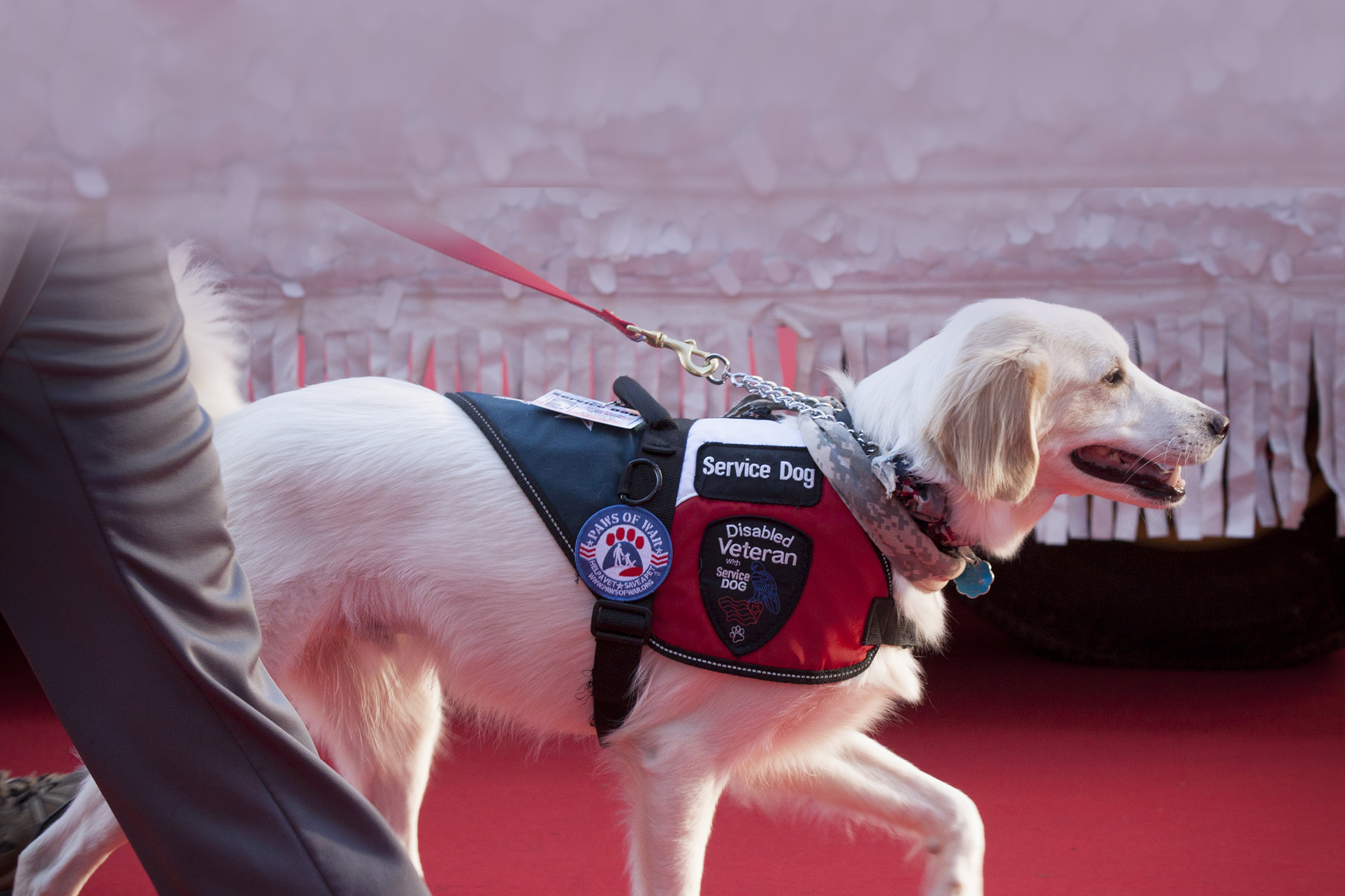 are emotional support dogs required to wear a vest