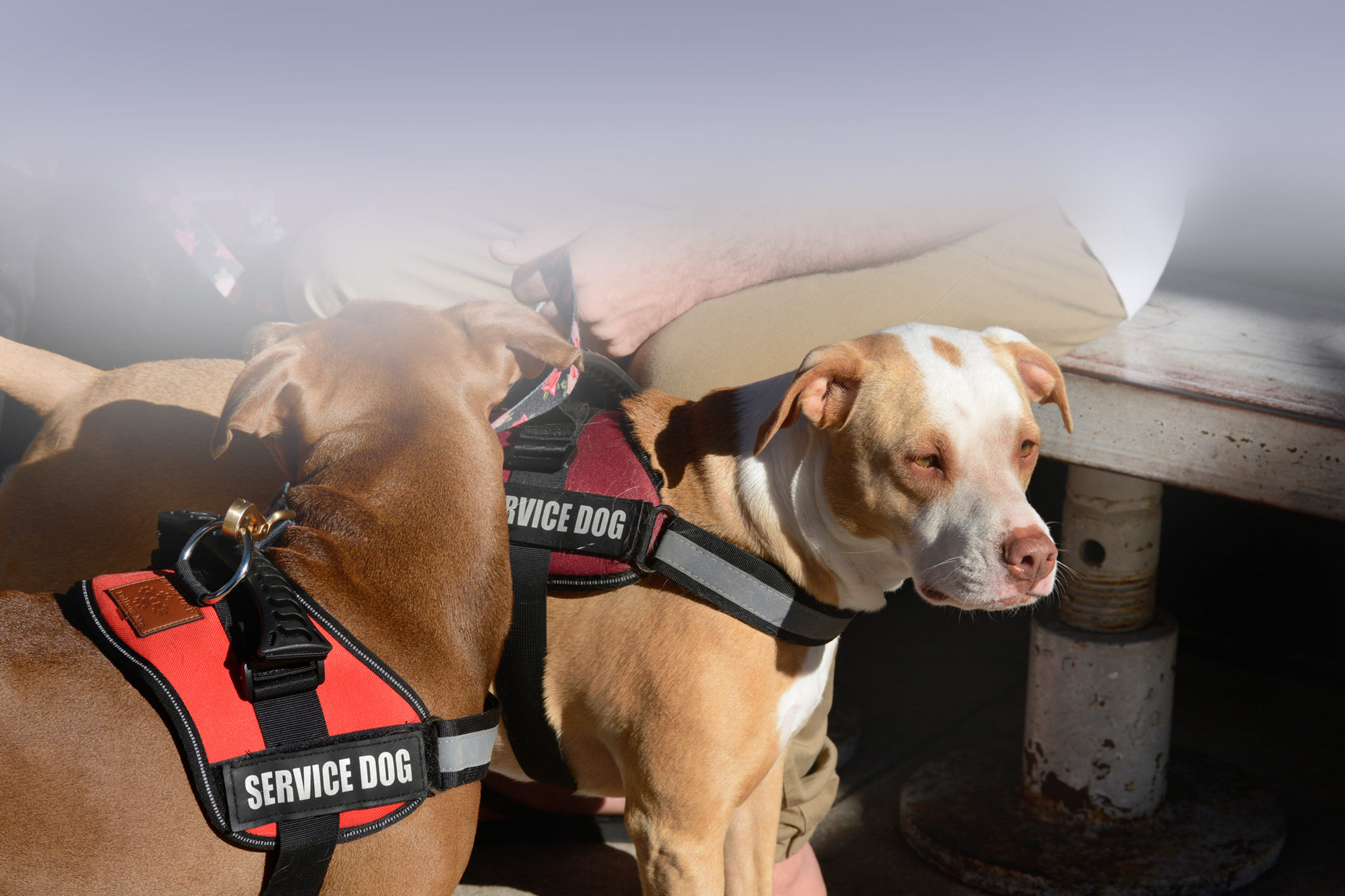 Service Dog Vests | Service Dog ID Cards | Service Dog Certificates