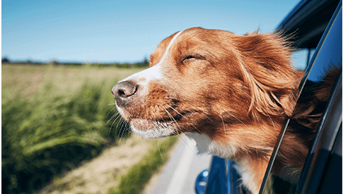 Dog catching wind out car window