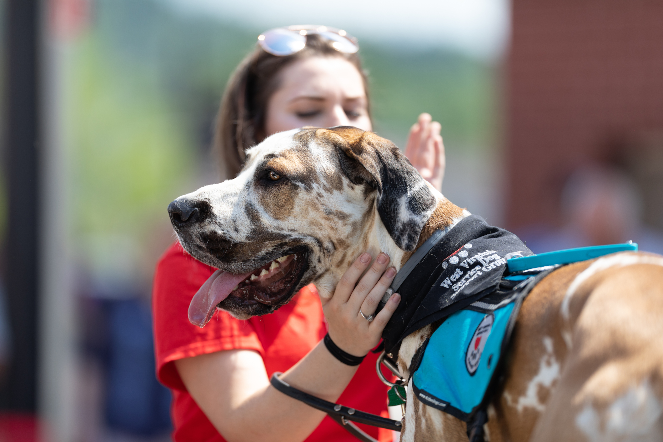 Service Dog Training Near Me