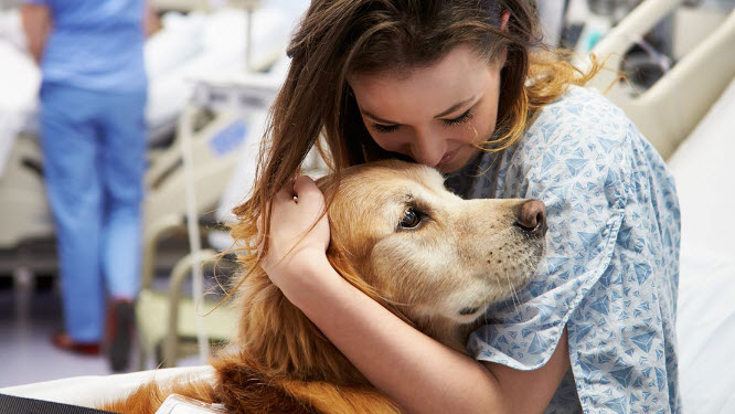 What are Comfort Dogs?