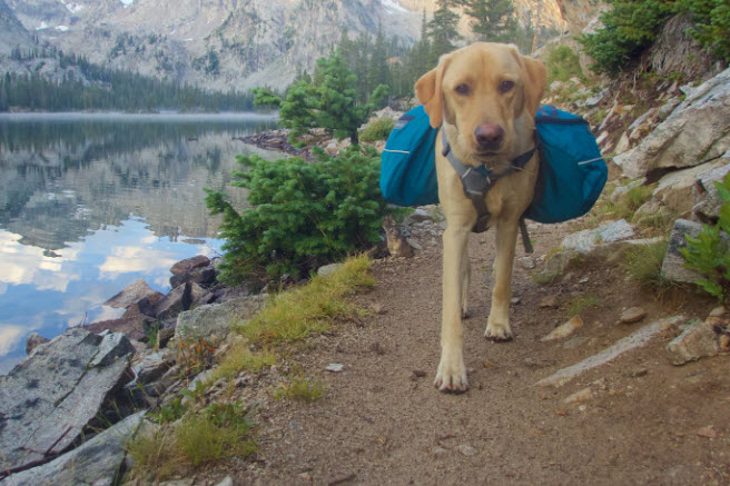 dog hiking national park