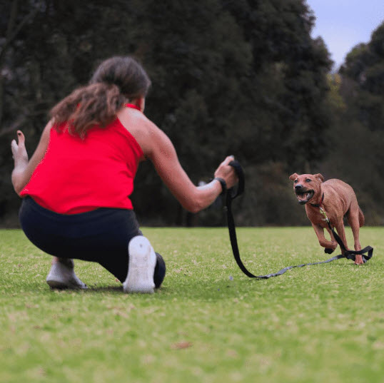 Three Things To Train Your Dog to do That Will Make Your Life Easier