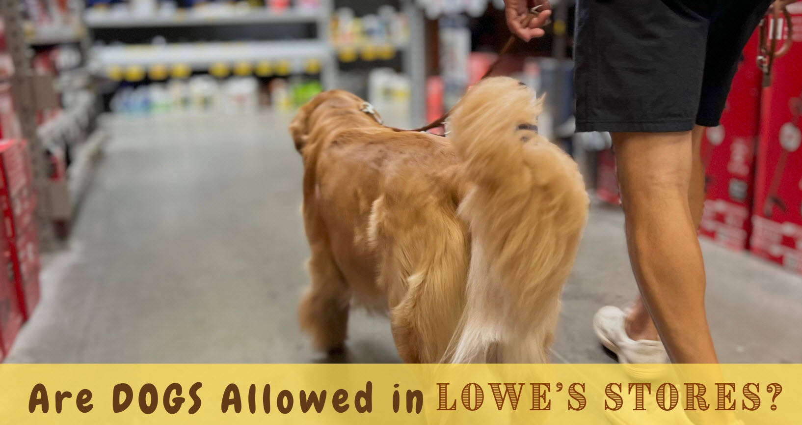 Are Dogs Allowed In Lowe’s