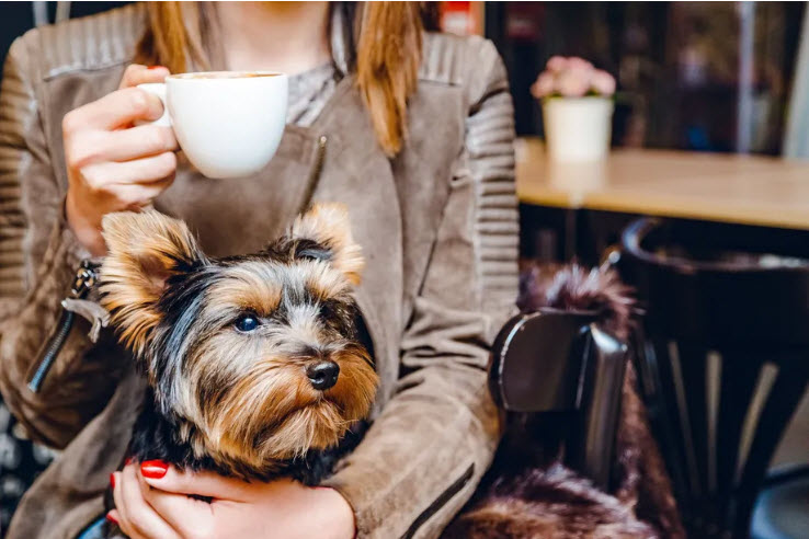 Dog-Friendly Treats to Enjoy at Cafes