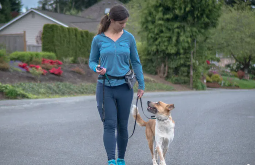 Teach Your Dog to Pay Attention to You on Walks