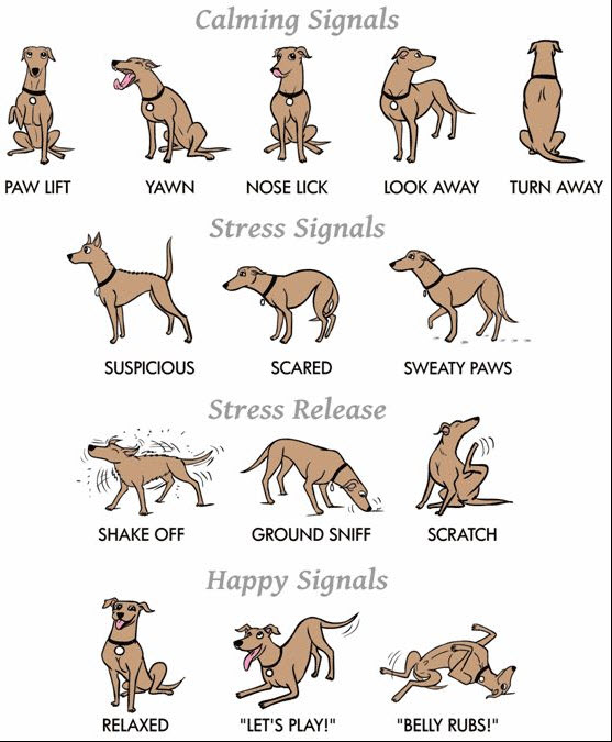 How To Read Dog Body Language