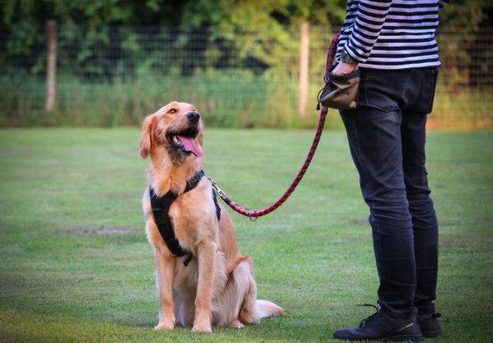 eye contact while dog training
