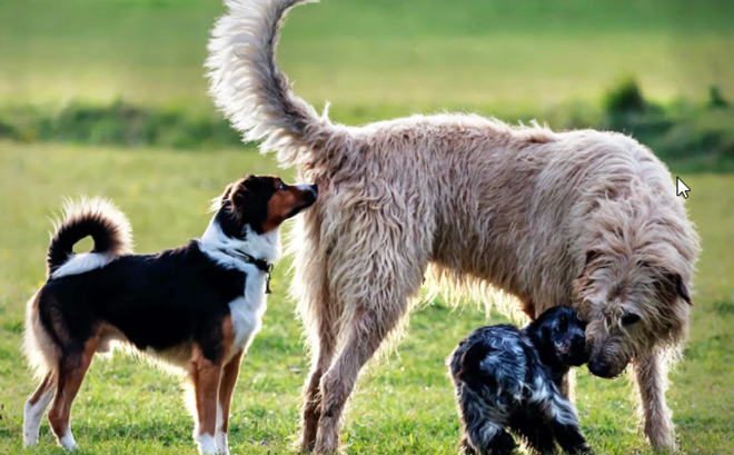 Why Dog’s Sniff Butts When They First Meet
