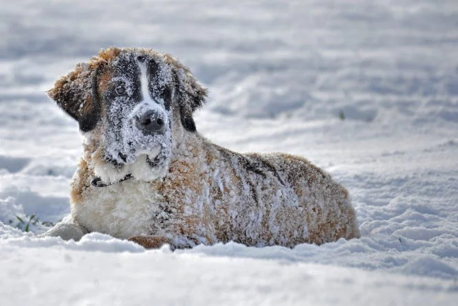 Dog laying in snow