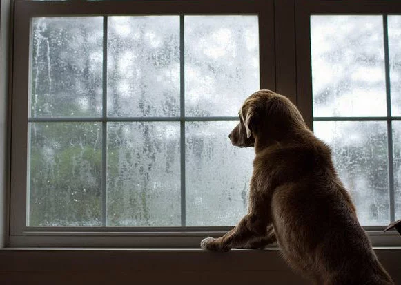 Golden retriever looking through window at rain outside