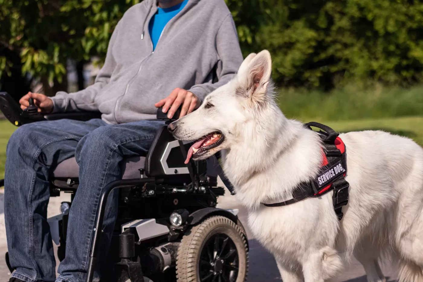 vests, leashes and more for your service dog.