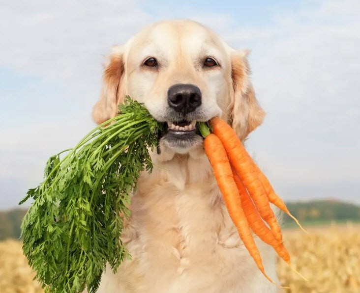 Is Fiber Good for Dogs?