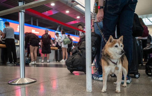 dog airport counter