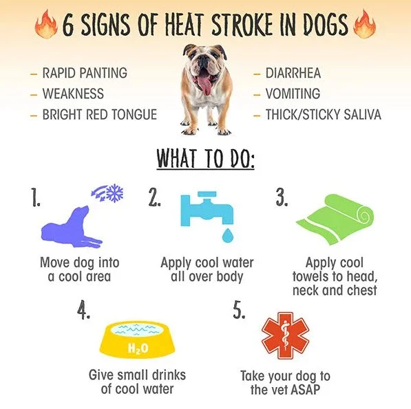 at what temperature do dogs overheat