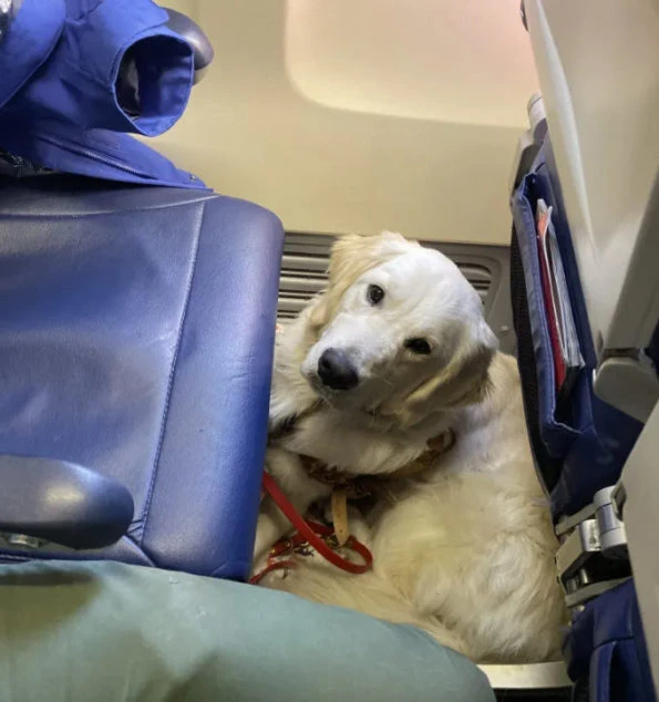 Traveling with your dog on 2024 a plane